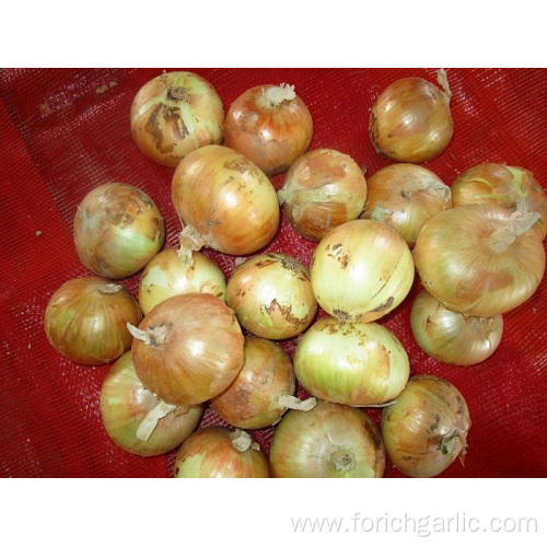 Sizes 3.0-5.0cm Fresh Yellow Onion